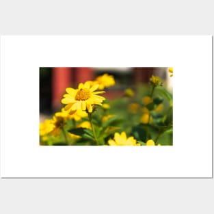 Beautiful yellow flowers in the day Posters and Art